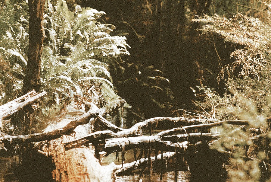 Murrindindi River Reccy
