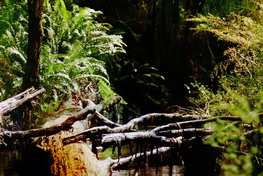 Murrindindi River Reccy